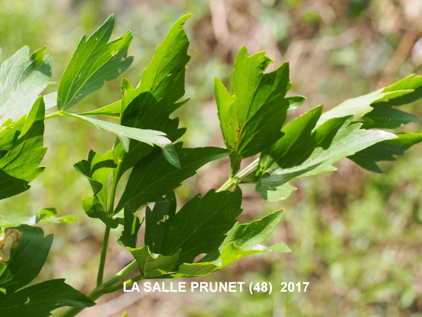 Lovage leaf